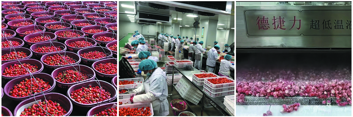 合肥市本华农业科技—速冻草莓，草莓酱