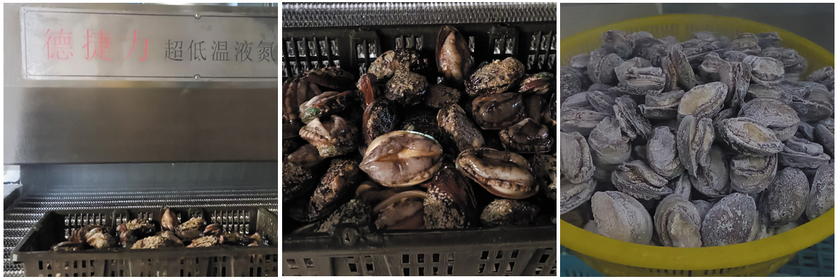 福建省某食品—速冻鲍鱼