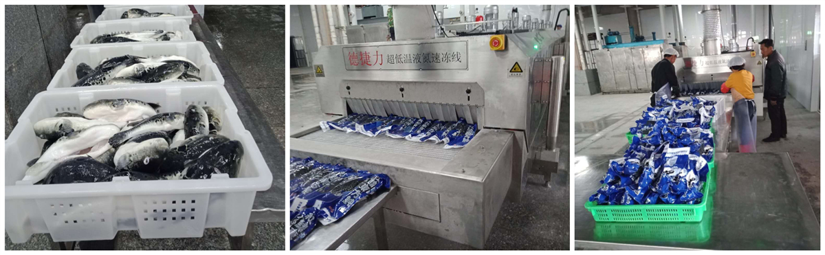 富谷集团_速冻河鲀鱼